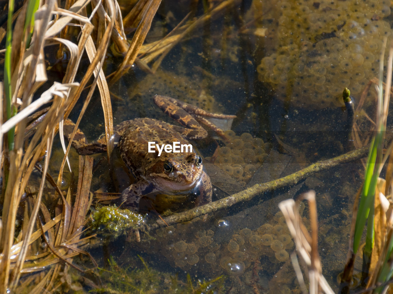 Frogs swiming in the water, frog mating time, european common brown frog 