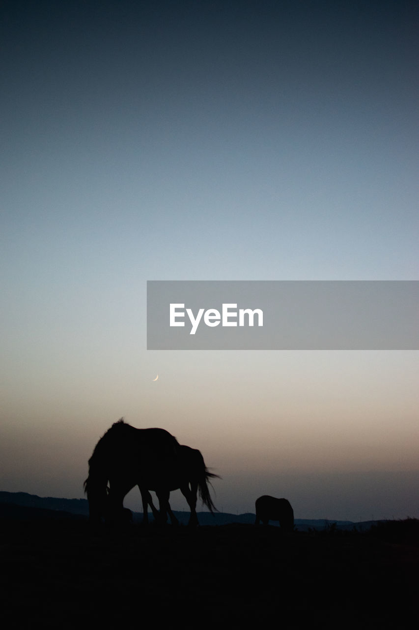 SILHOUETTE HORSE ON FIELD AGAINST CLEAR SKY