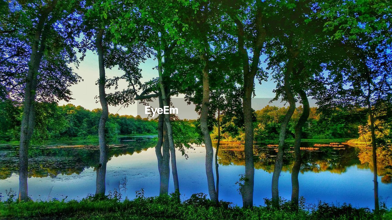 View of trees by calm lake