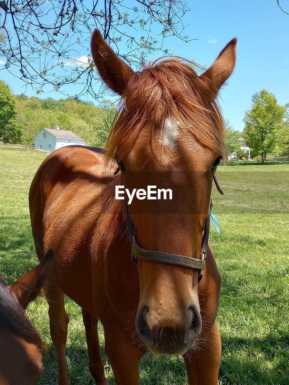 animal, animal themes, mammal, horse, domestic animals, one animal, pet, plant, animal wildlife, livestock, tree, brown, nature, stallion, mare, halter, day, animal body part, no people, outdoors, working animal, animal head, sunlight, mane, herbivorous