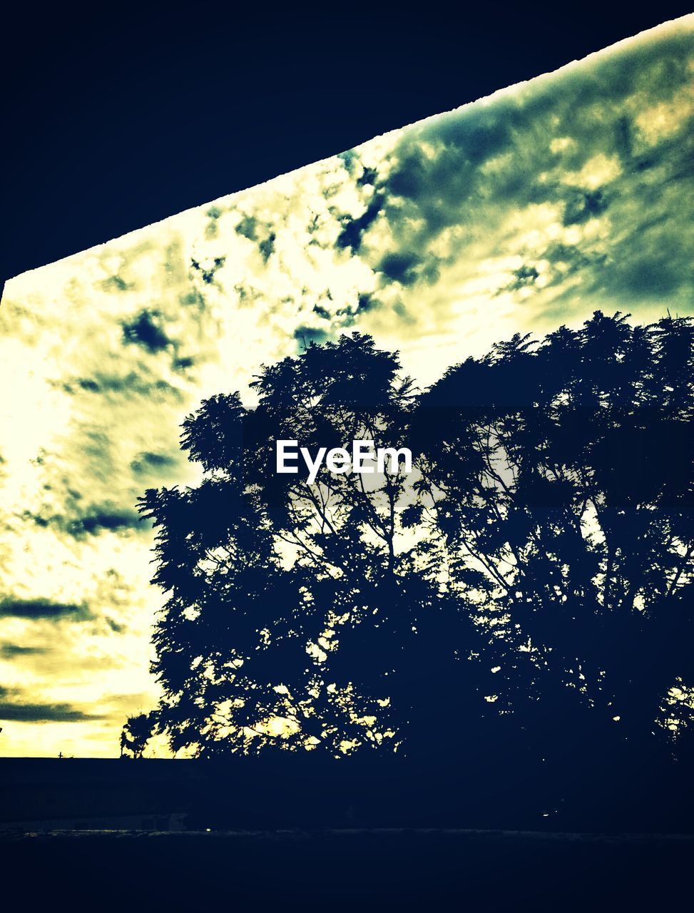 LOW ANGLE VIEW OF TREES AGAINST CLOUDY SKY