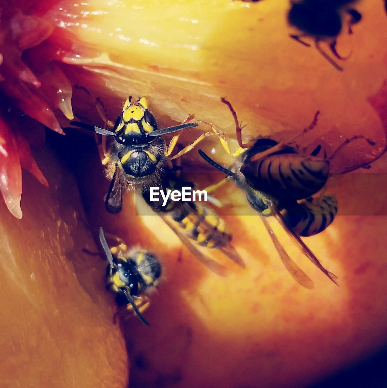 Close-up of honey bees on fruit