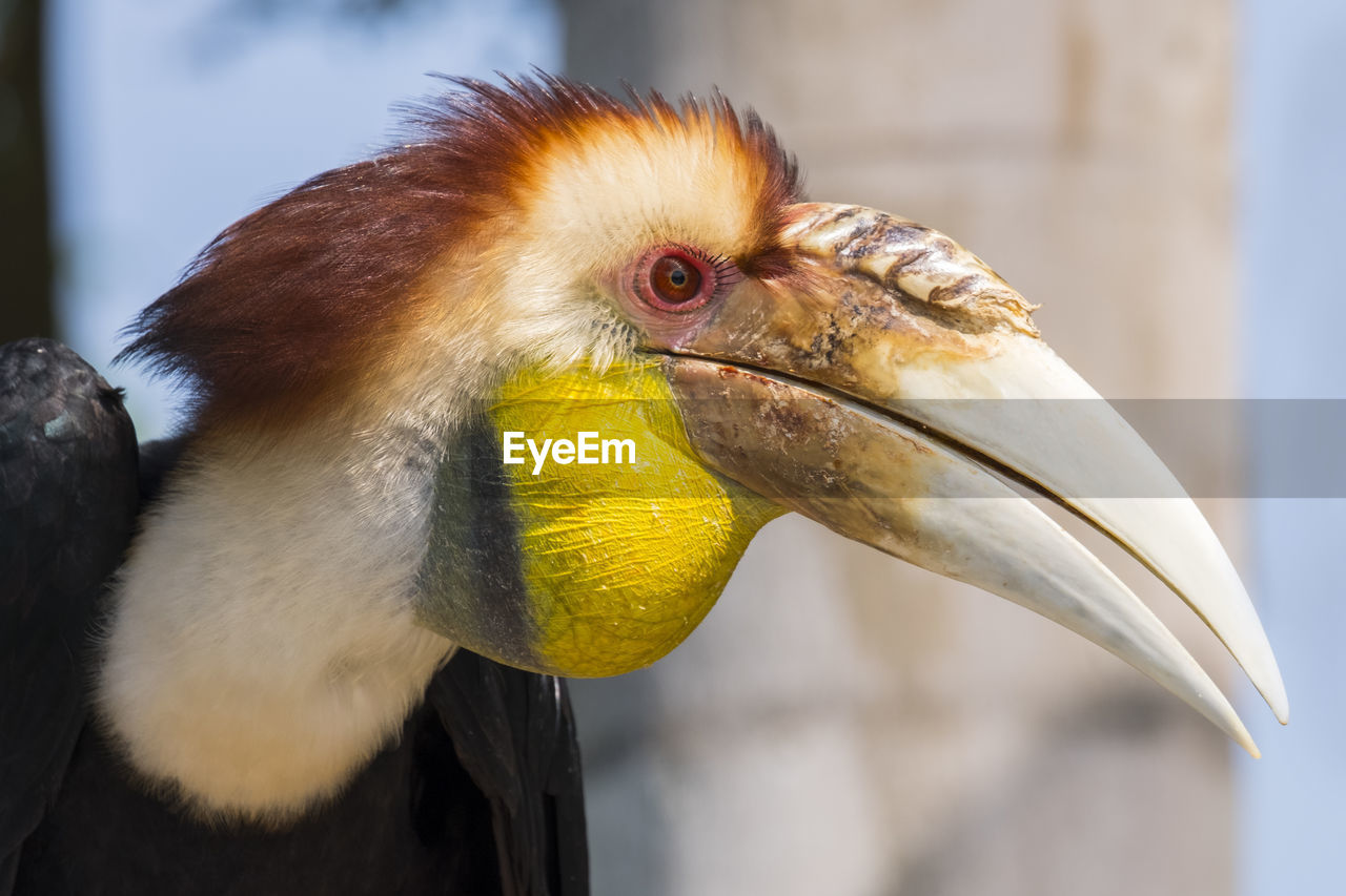 Close-up of a bird