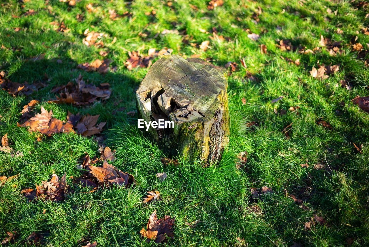 HIGH ANGLE VIEW OF A REPTILE ON FIELD