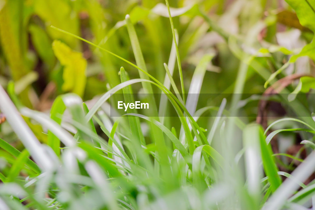 FULL FRAME SHOT OF FRESH GREEN PLANT