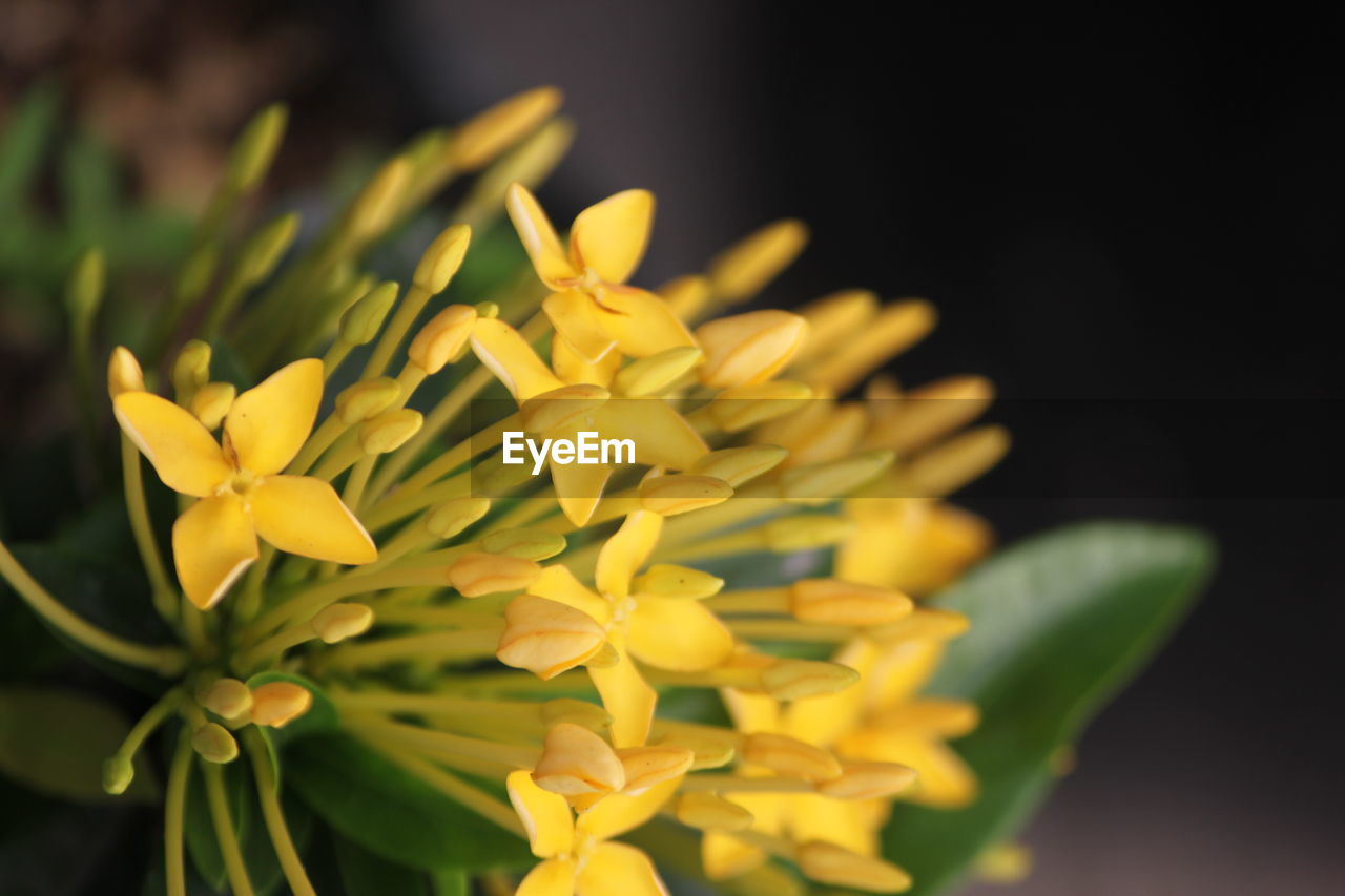 Close-up of yellow flowering plant