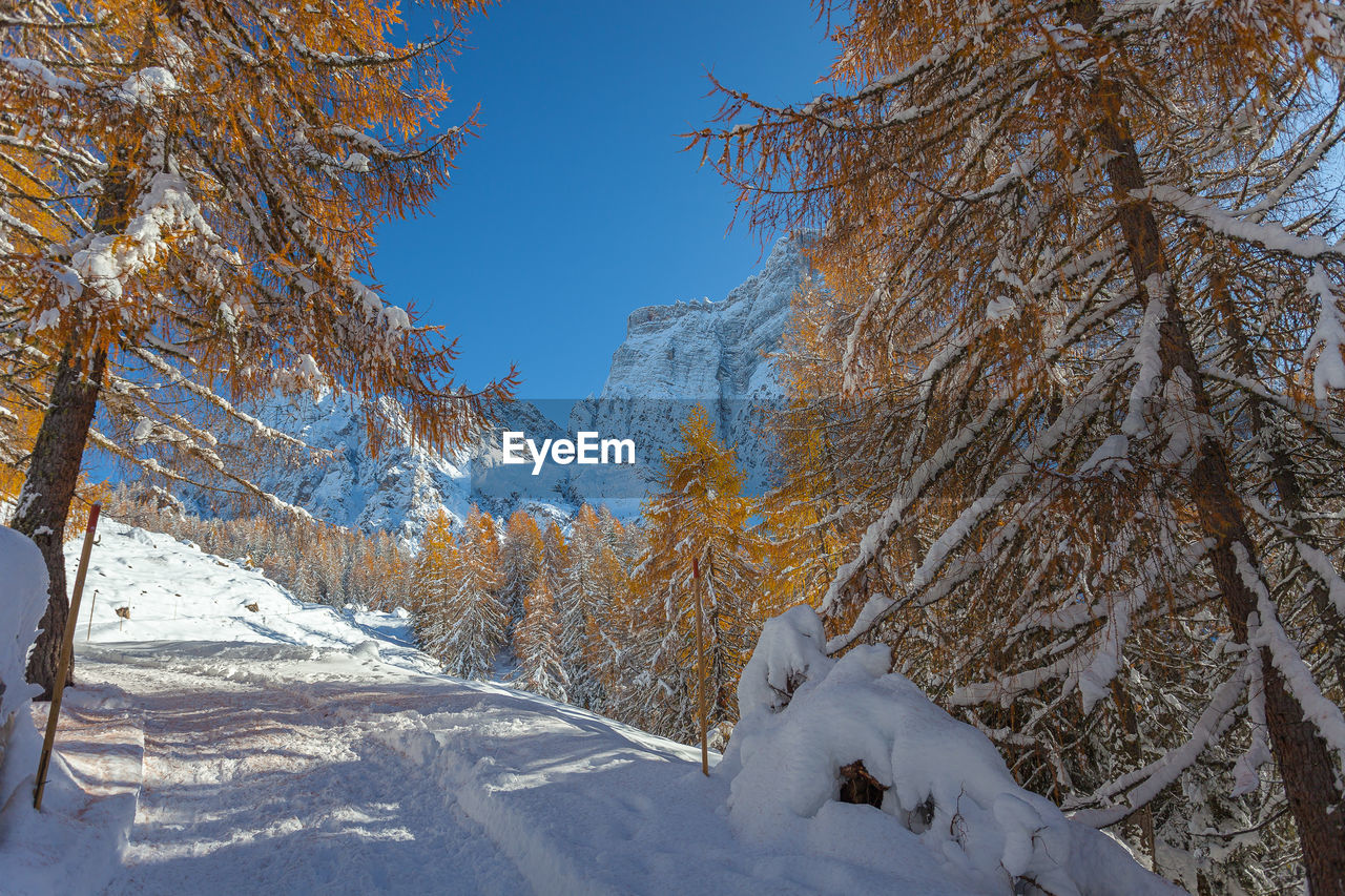 Snowy path between orange larches with mount pelmo northern side background, dolomites, italy