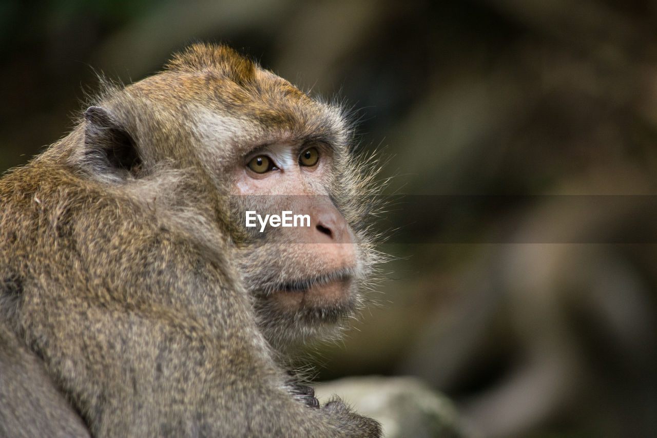 CLOSE-UP PORTRAIT OF CUTE LOOKING AWAY