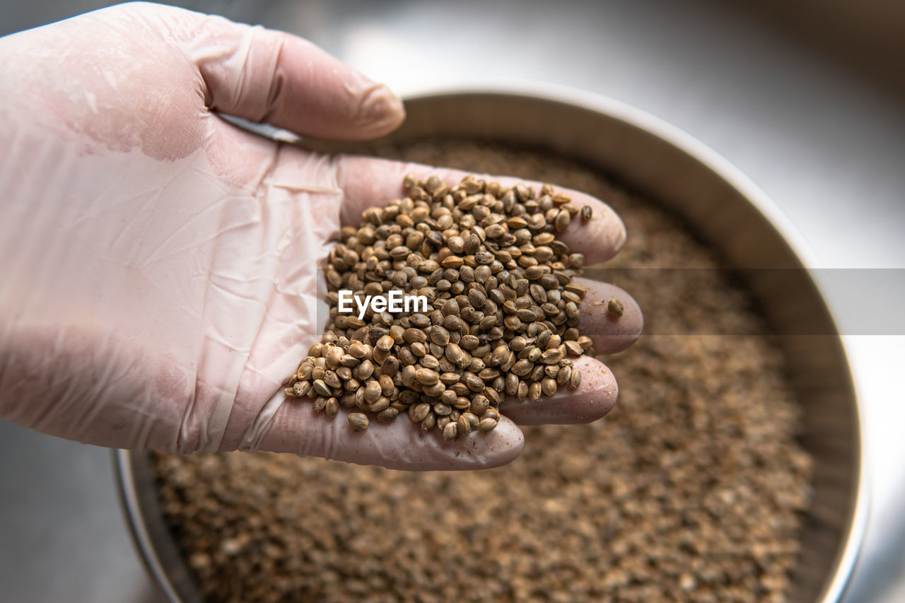 crop, hand, food and drink, food, produce, seed, one person, indoors, close-up, holding, plant, occupation, agriculture, freshness, growth, adult, healthy eating, nature, handful, business, ingredient, wheat, wellbeing, soil