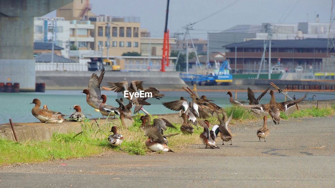 Flock of birds in a city