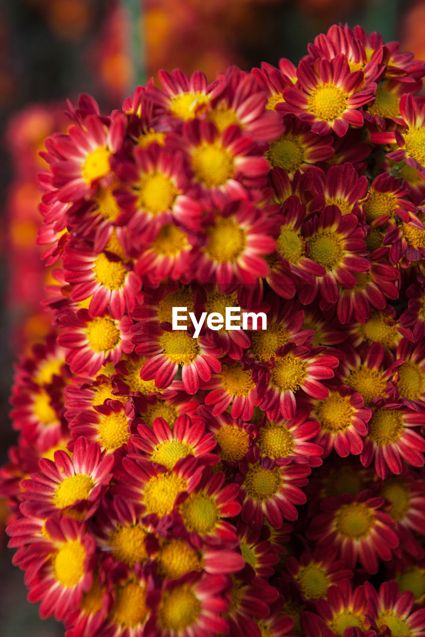 CLOSE-UP OF FLOWERS BLOOMING