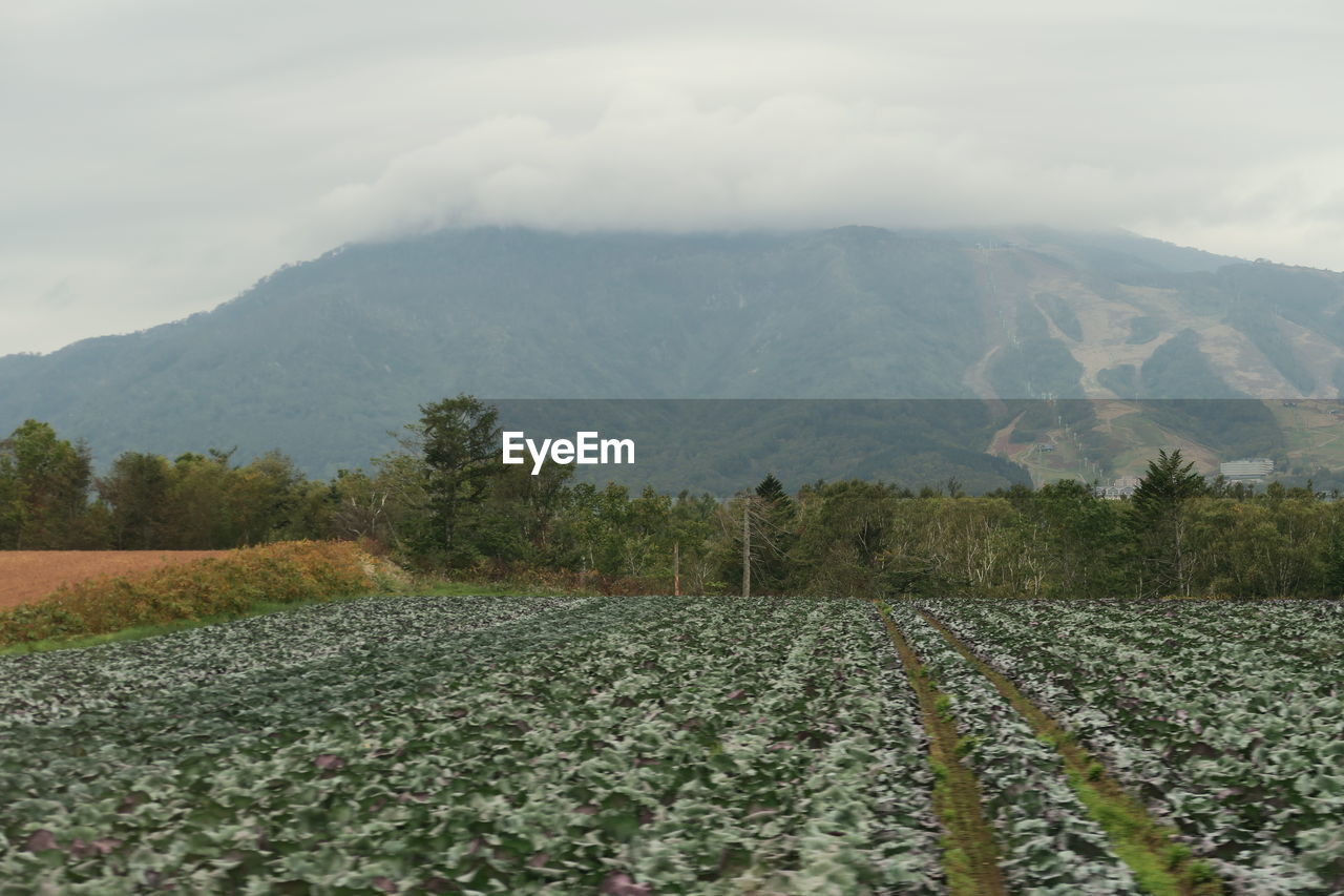 Scenic view of field against mountains