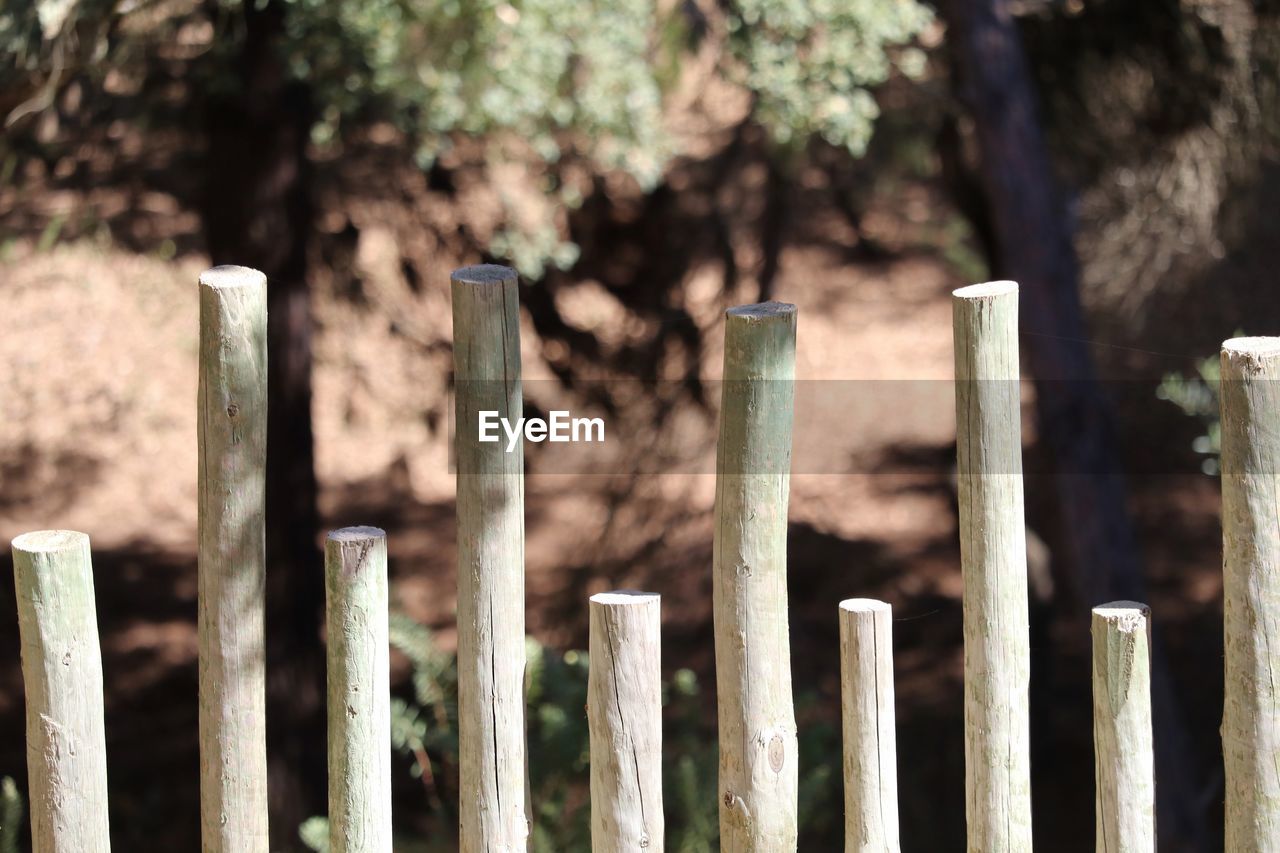 View of bamboo fence