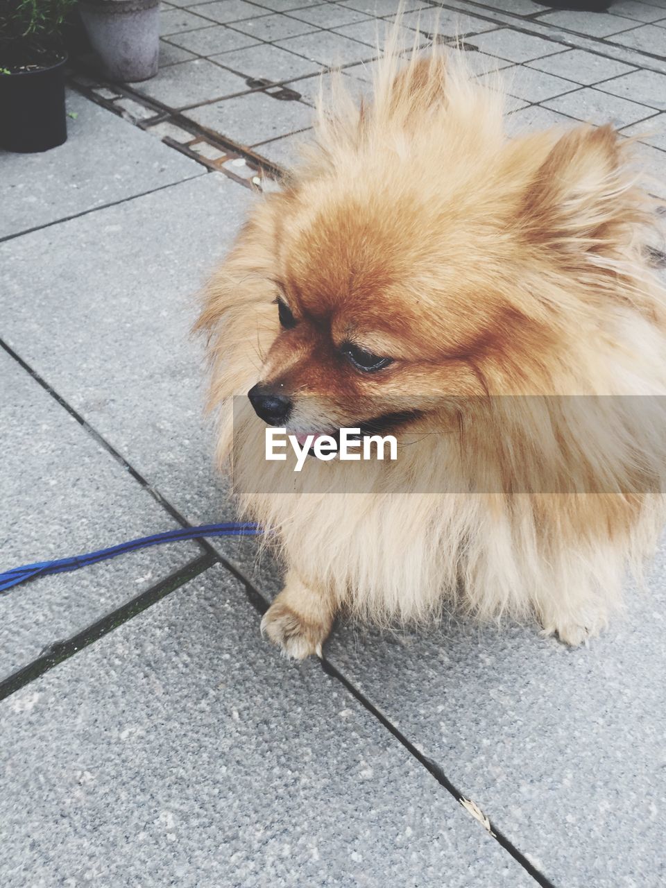 Pomeranian looking away on footpath