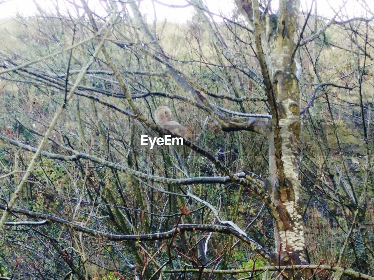 LOW ANGLE VIEW OF TREES IN FOREST
