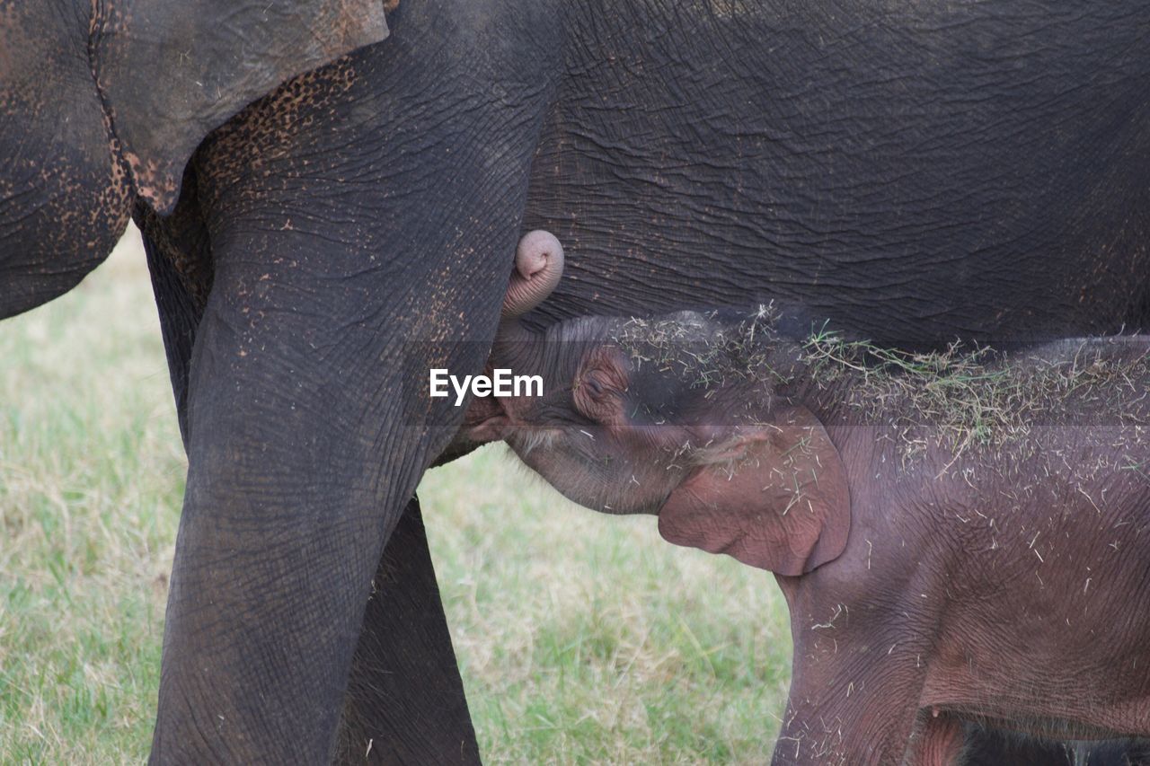 VIEW OF ELEPHANT WITH ANIMAL