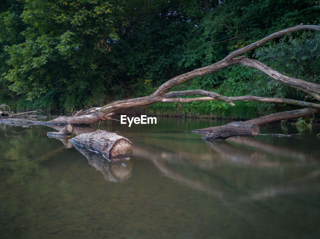 Dead tree log with big branches stuck in shallow river against steep shore