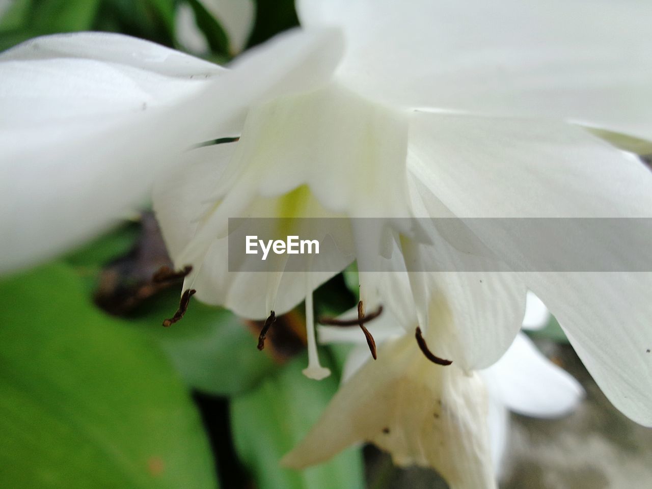 CLOSE-UP OF WHITE FLOWERS BLOOMING