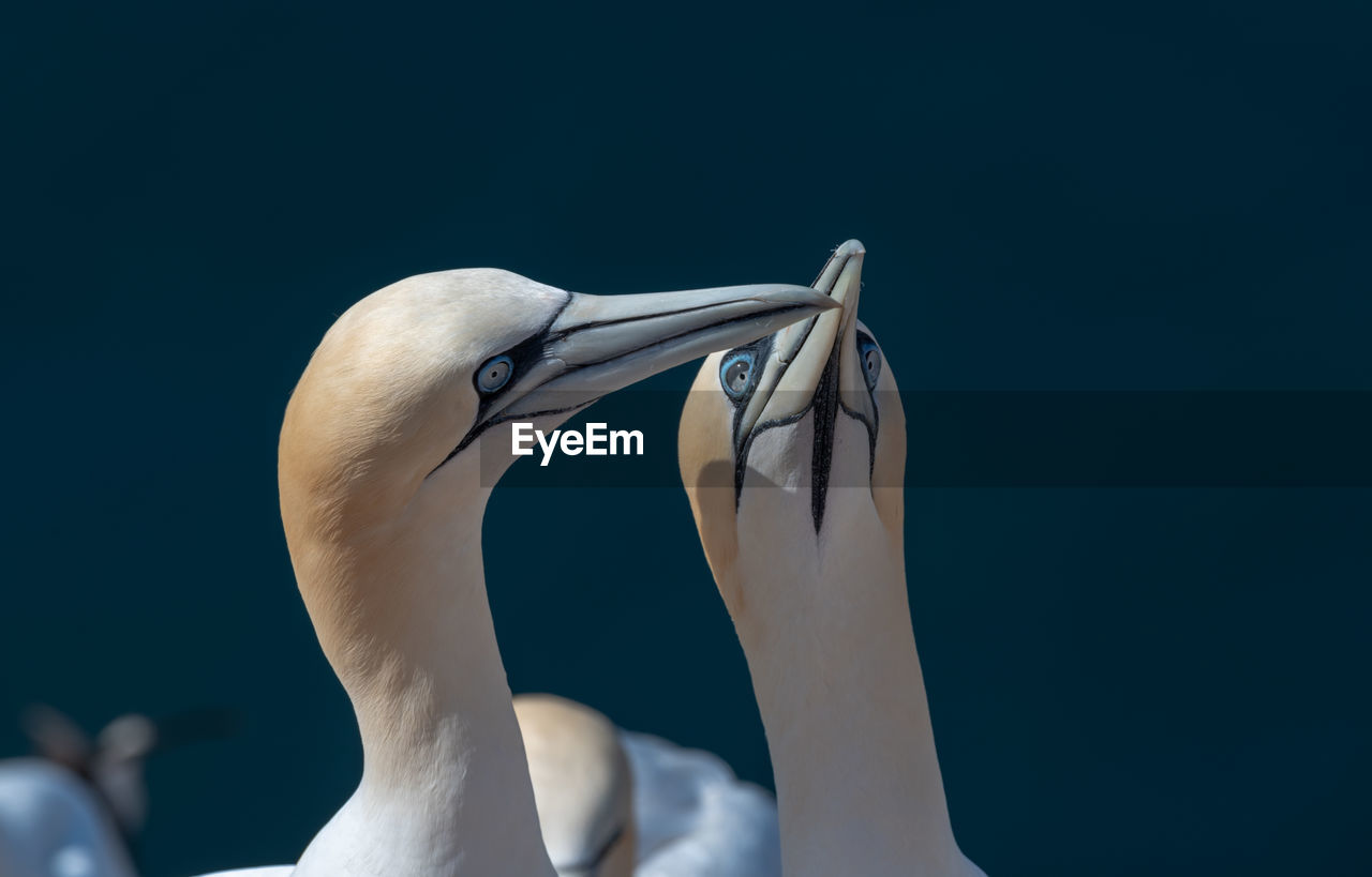 Close-up of gannets greeting standing outdoors