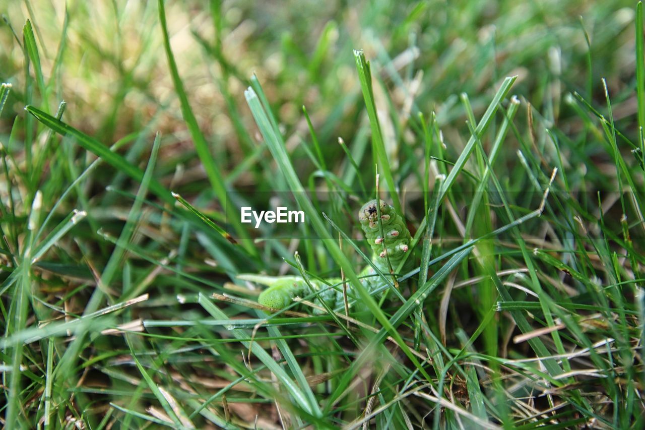 Close-up of caterpillar on field