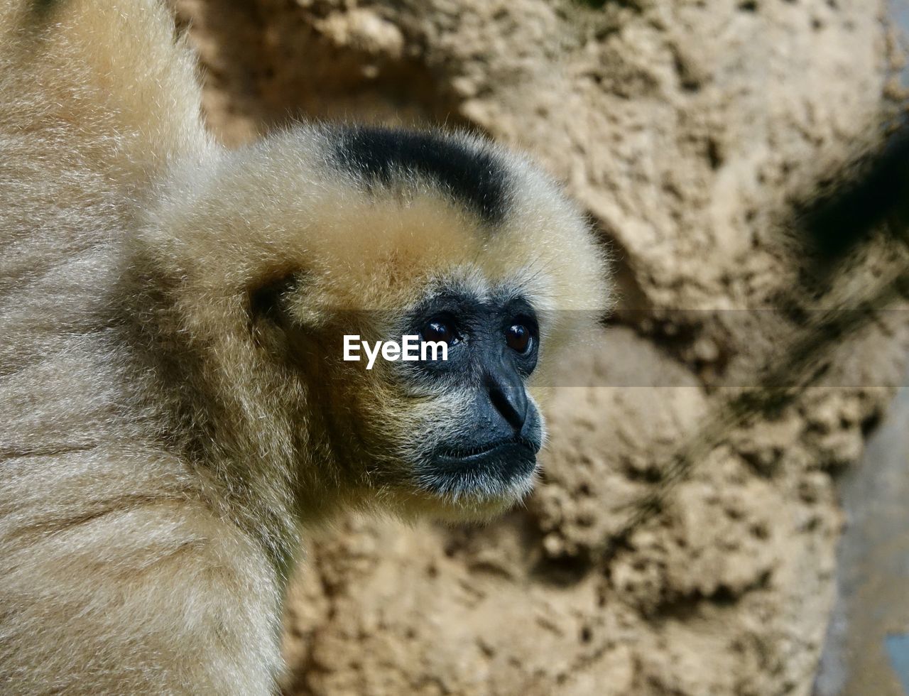 animal themes, animal, animal wildlife, mammal, one animal, primate, wildlife, monkey, zoo, close-up, no people, ape, portrait, animal body part, nature, gibbon, land, day, animal head, outdoors, young animal, looking, focus on foreground