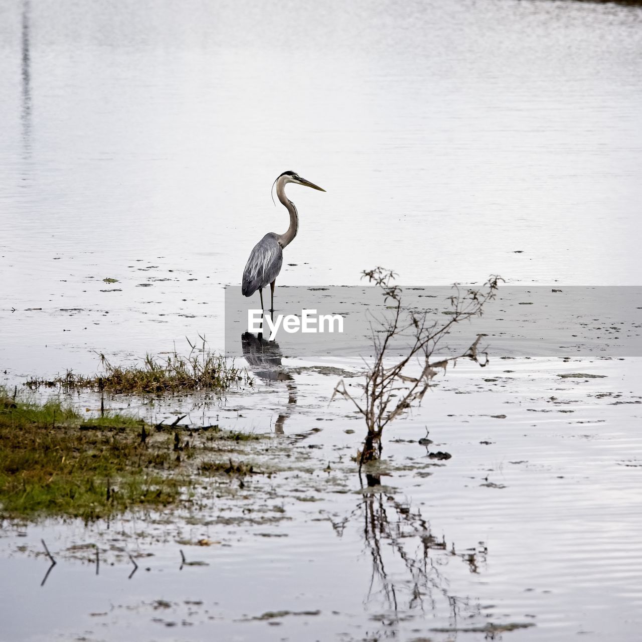 VIEW OF A BIRD IN LAKE