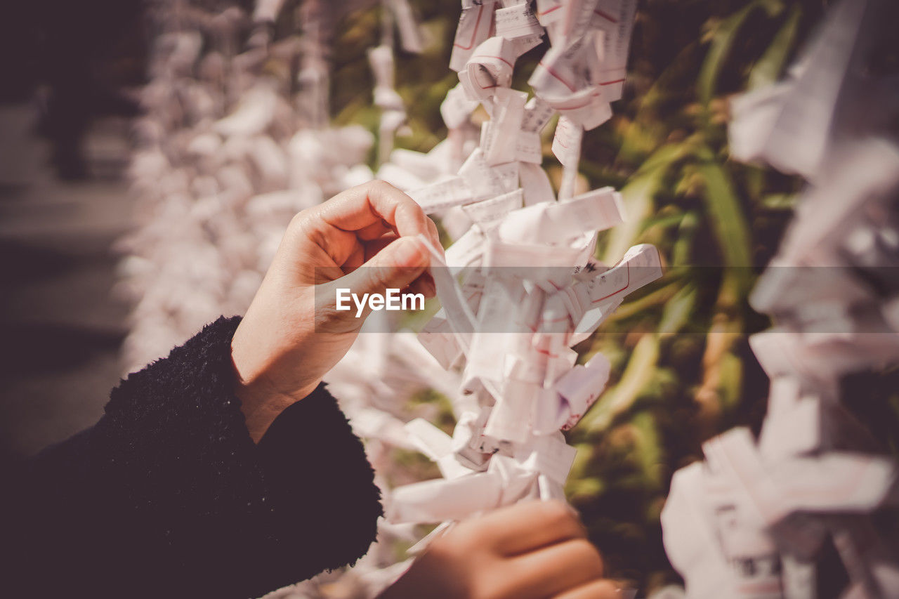 cropped hand of woman holding plant