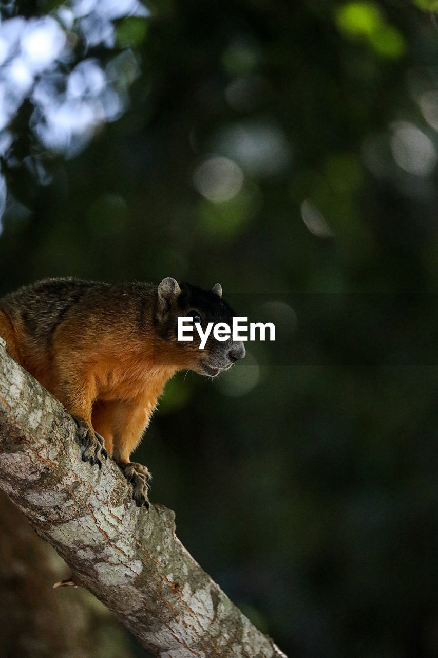 Alert big cypress fox squirrel sciurus niger avicennia on a tree branch in summer in naples, florida