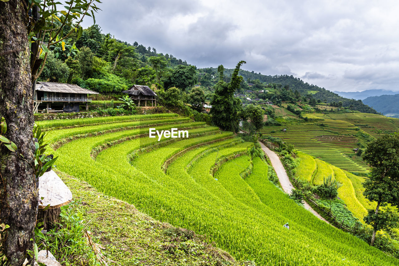 scenic view of agricultural field