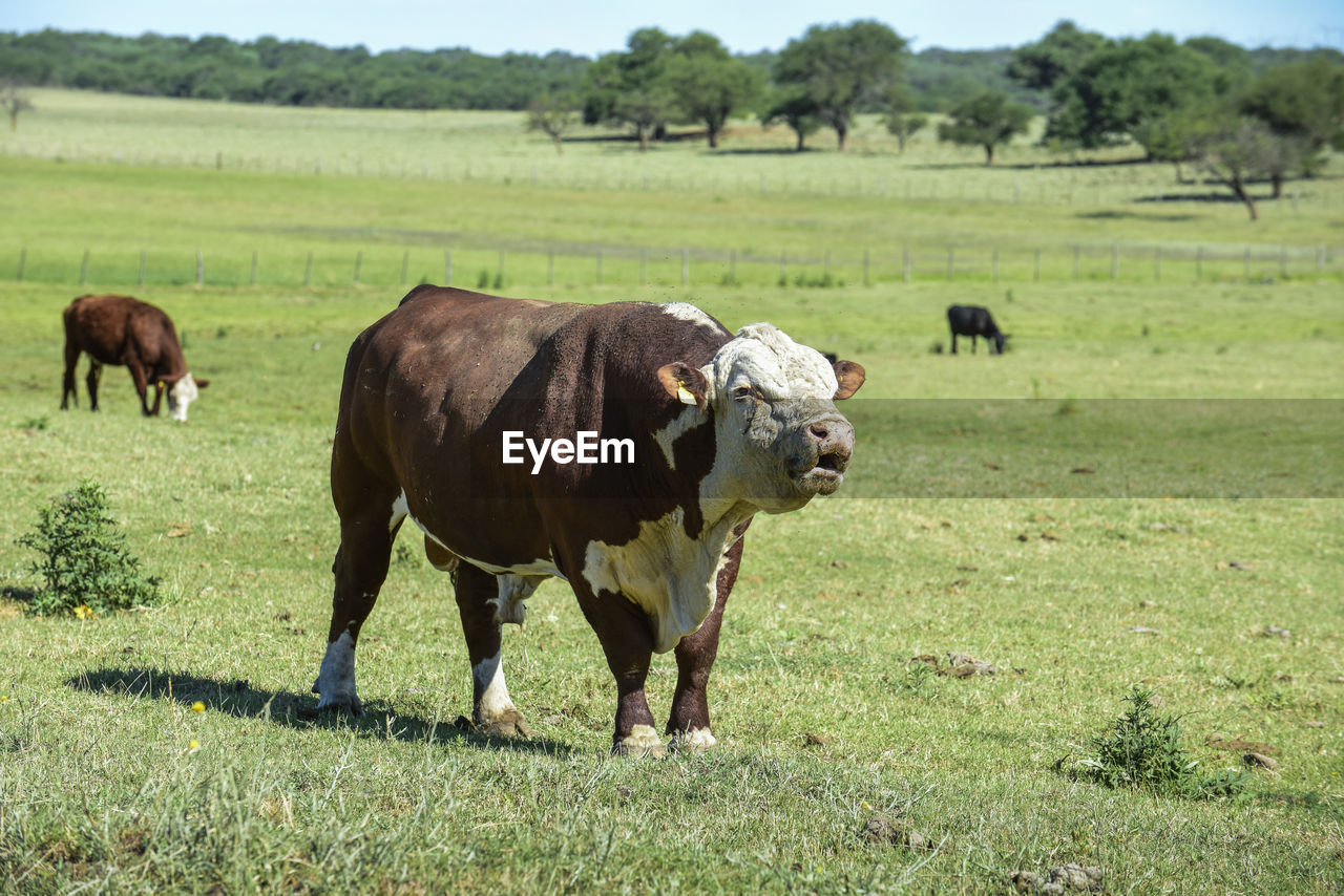 cow grazing on field