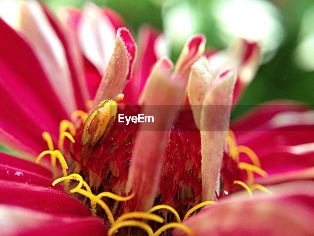 MACRO SHOT OF PINK FLOWERS