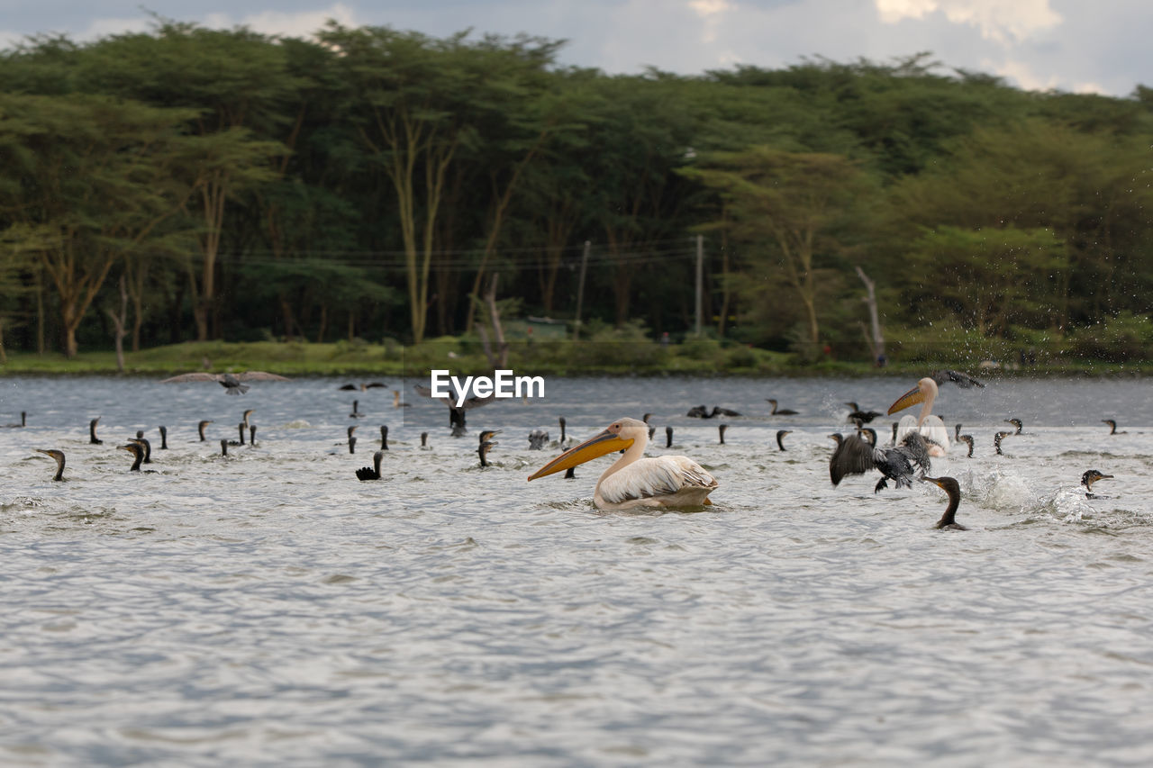 FLOCK OF BIRDS IN LAKE
