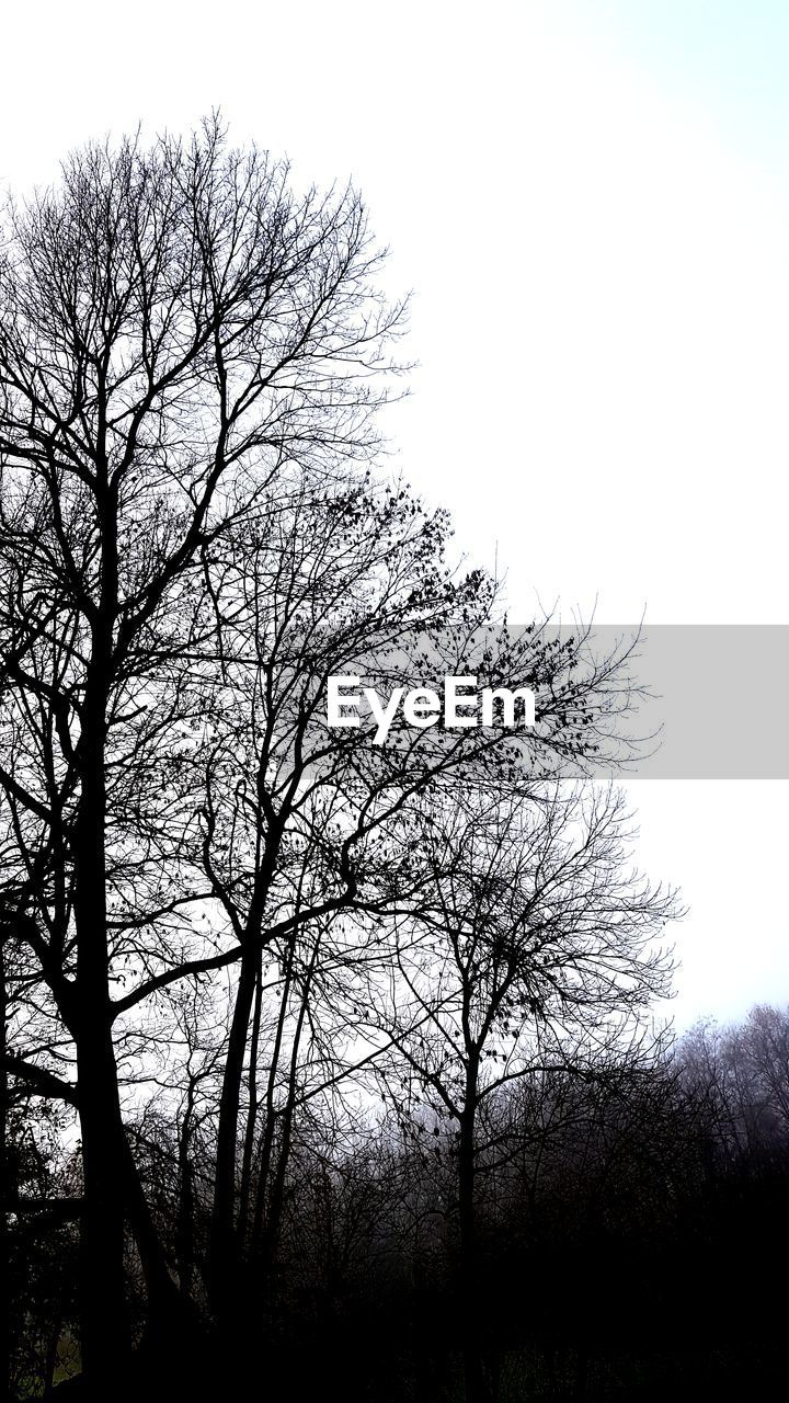 LOW ANGLE VIEW OF BARE TREE AGAINST CLEAR SKY