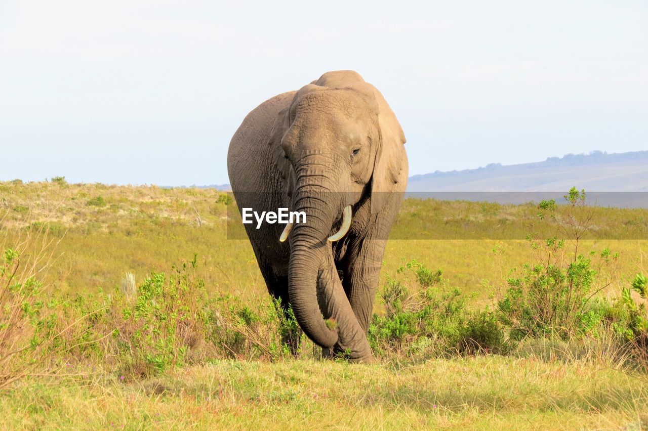 ELEPHANT ON A FIELD