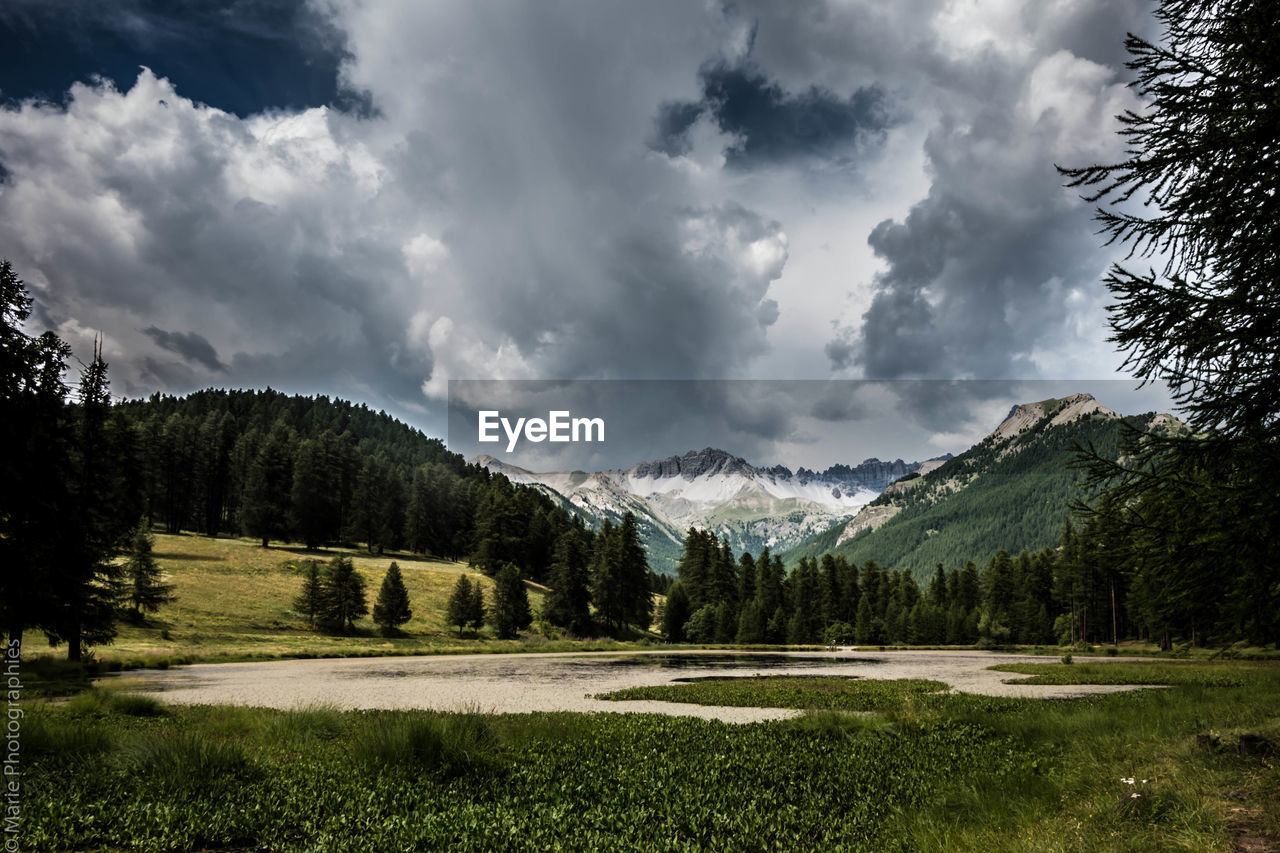 Scenic view of pine trees and mountains against sky