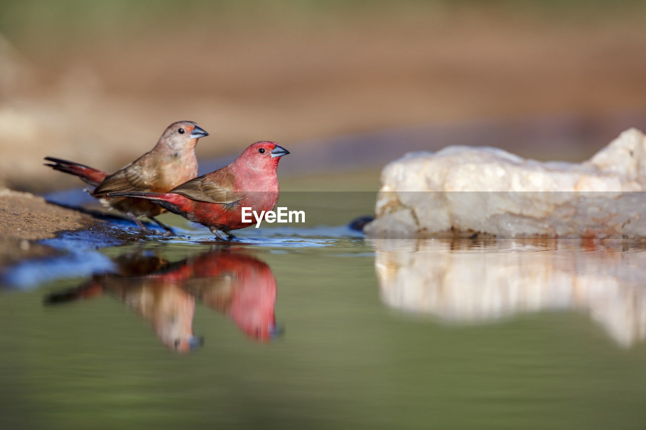 close-up of bird on lake