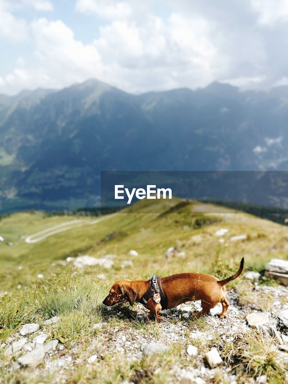 View of dog in the mountain landscape 