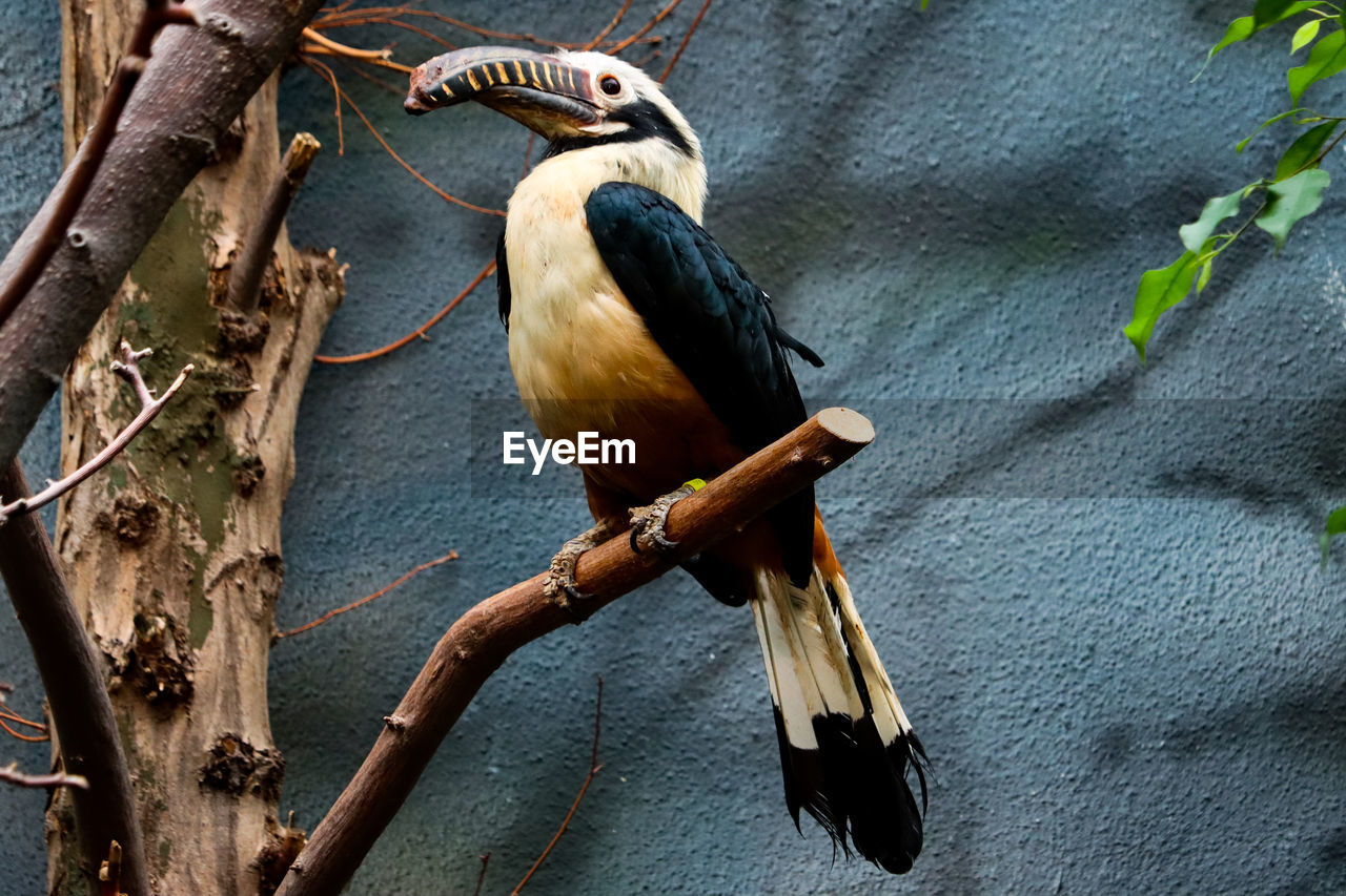 animal, animal themes, animal wildlife, bird, wildlife, tree, branch, one animal, perching, no people, nature, plant, beak, toucan, day, outdoors