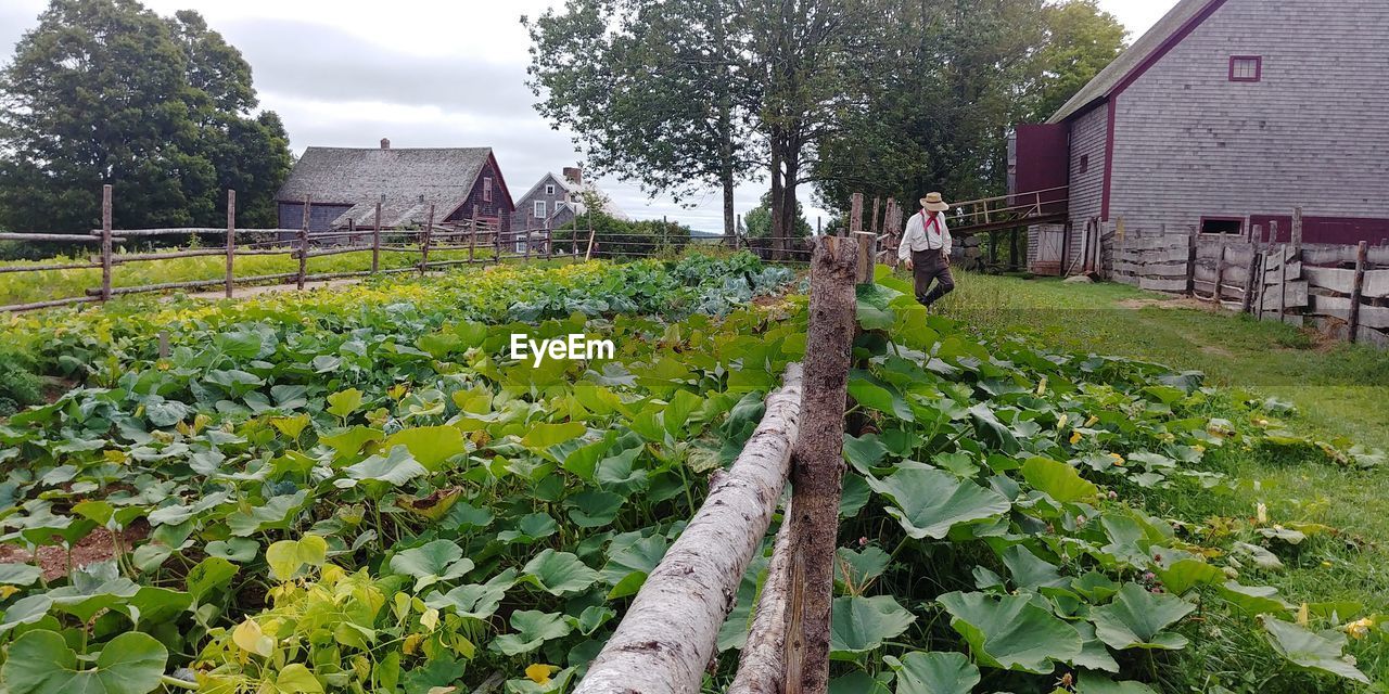 VIEW OF FLOWERING PLANTS BY BUILDING