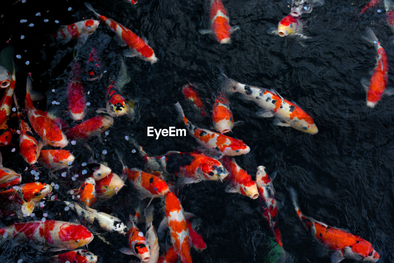 VIEW OF KOI FISH IN WATER