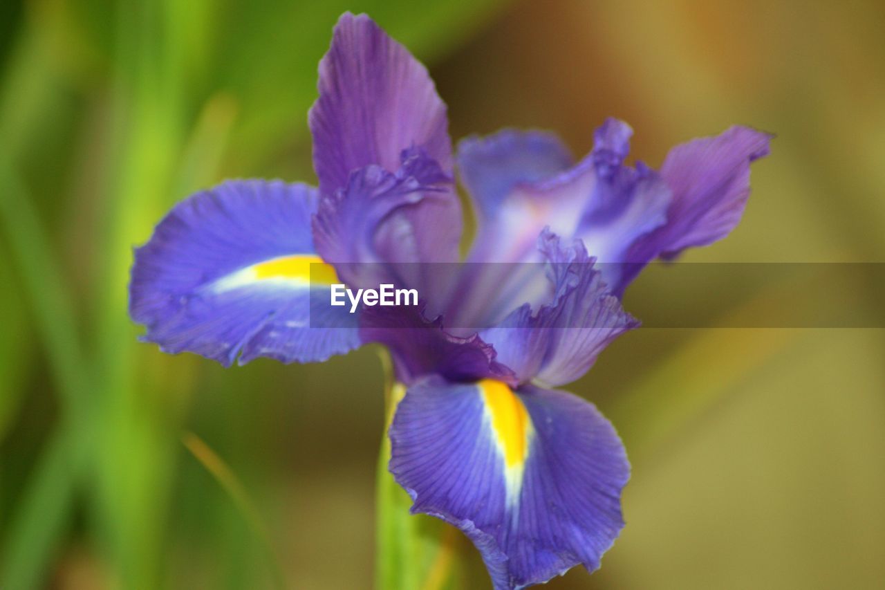 Close-up of purple flower