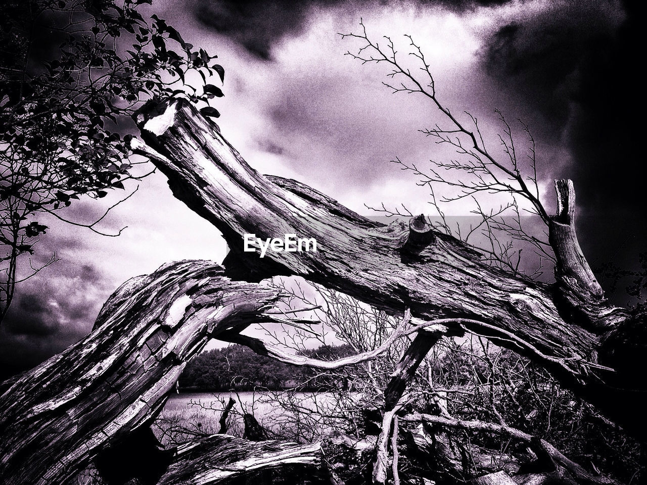 LOW ANGLE VIEW OF TREES AGAINST CLOUDY SKY