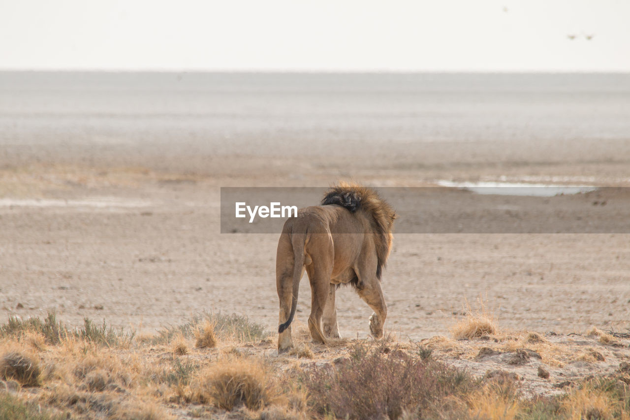 HORSE STANDING IN A SEA