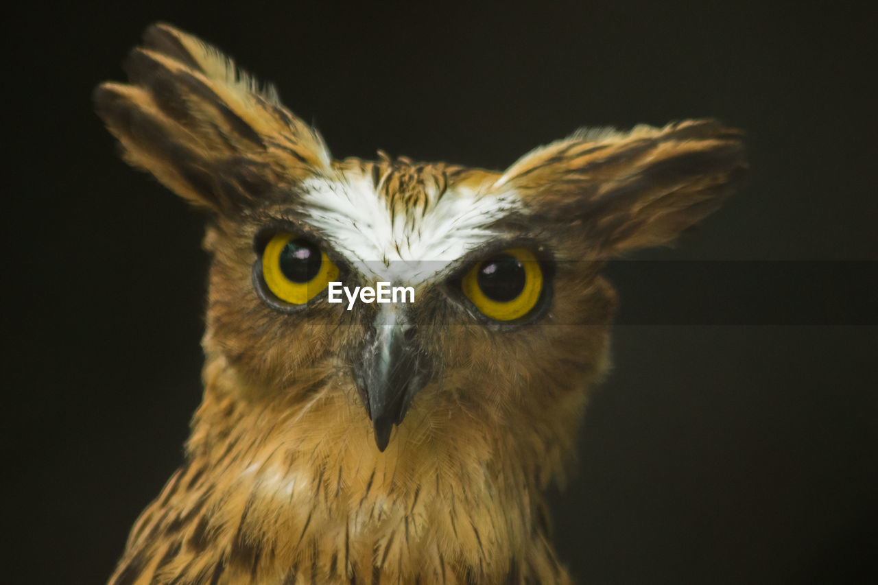 animal themes, animal, bird, one animal, bird of prey, animal wildlife, animal body part, beak, owl, black background, wildlife, portrait, close-up, animal head, looking at camera, studio shot, wing, no people, animal eye, eye