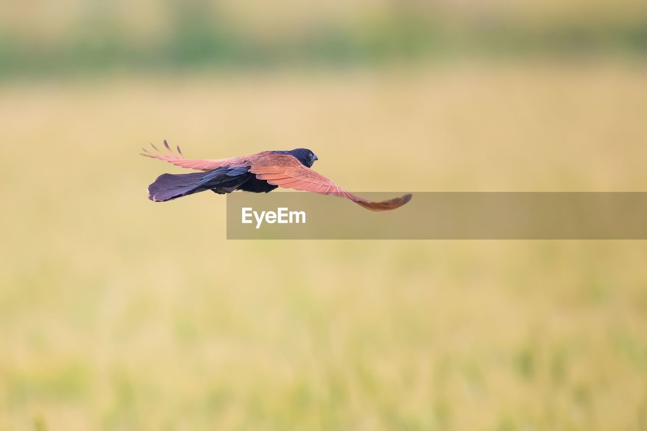 SIDE VIEW OF A BIRD FLYING OVER A FIELD