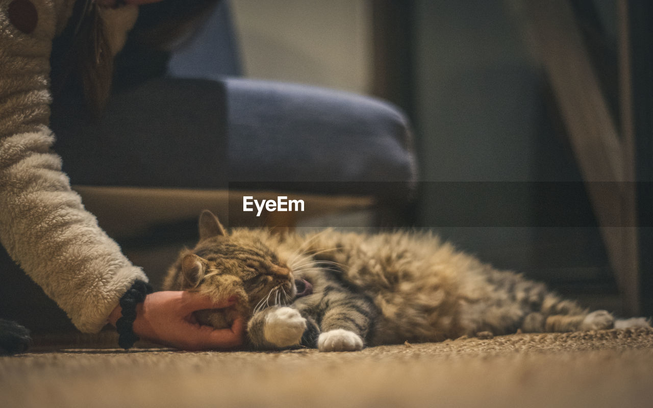 Close-up of cat relaxing at home