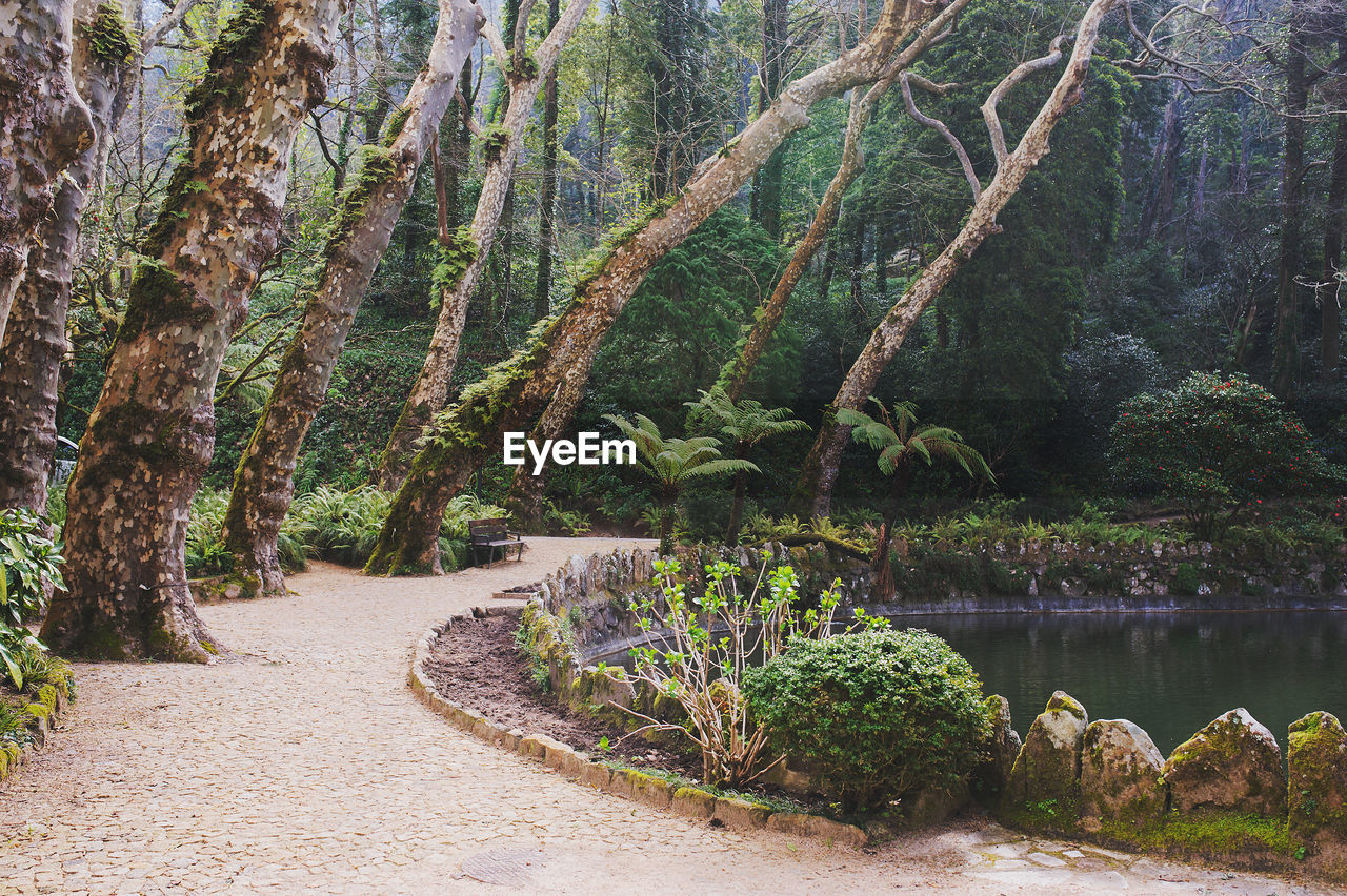 Plants growing on land against trees in forest