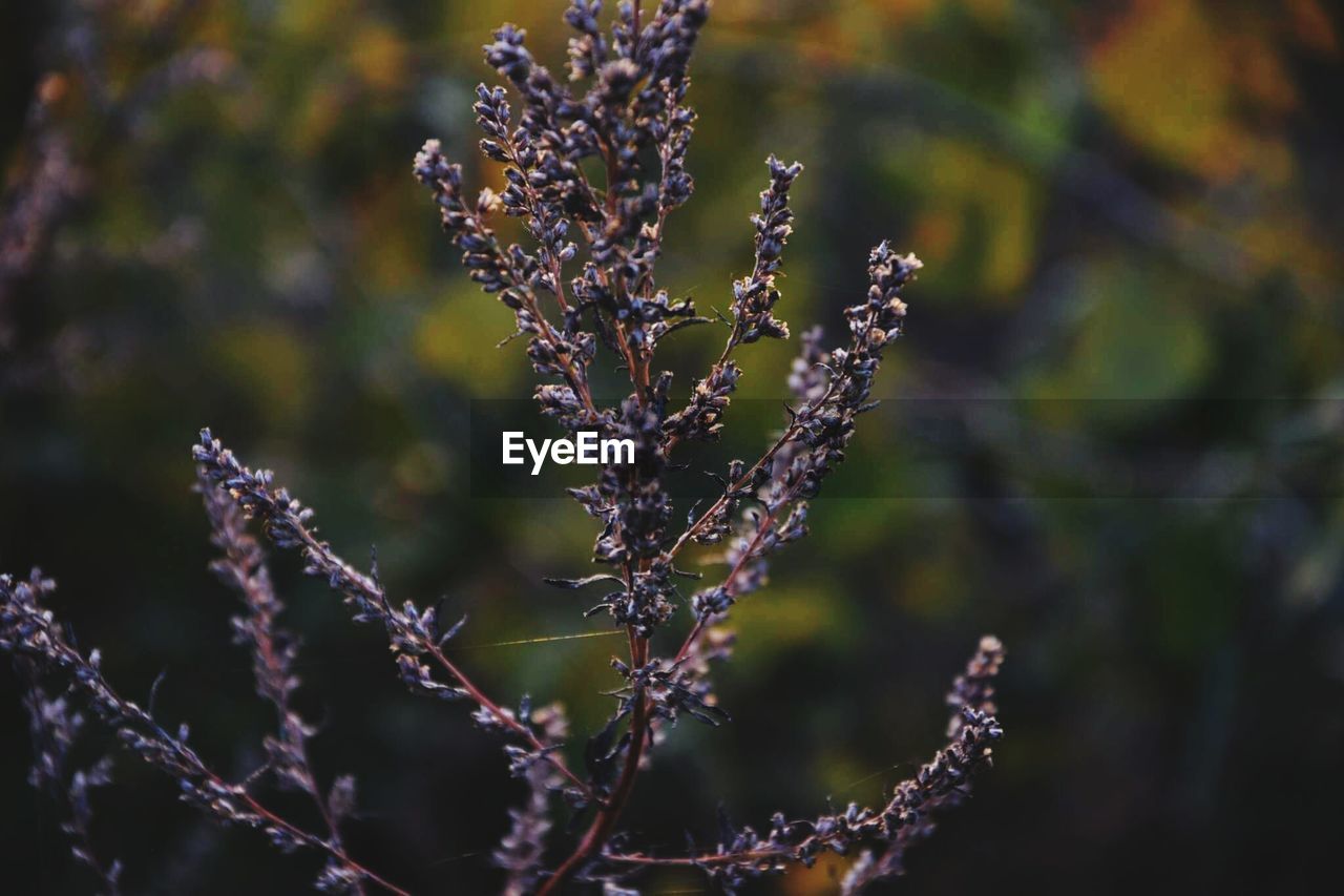 Close-up of frozen plant