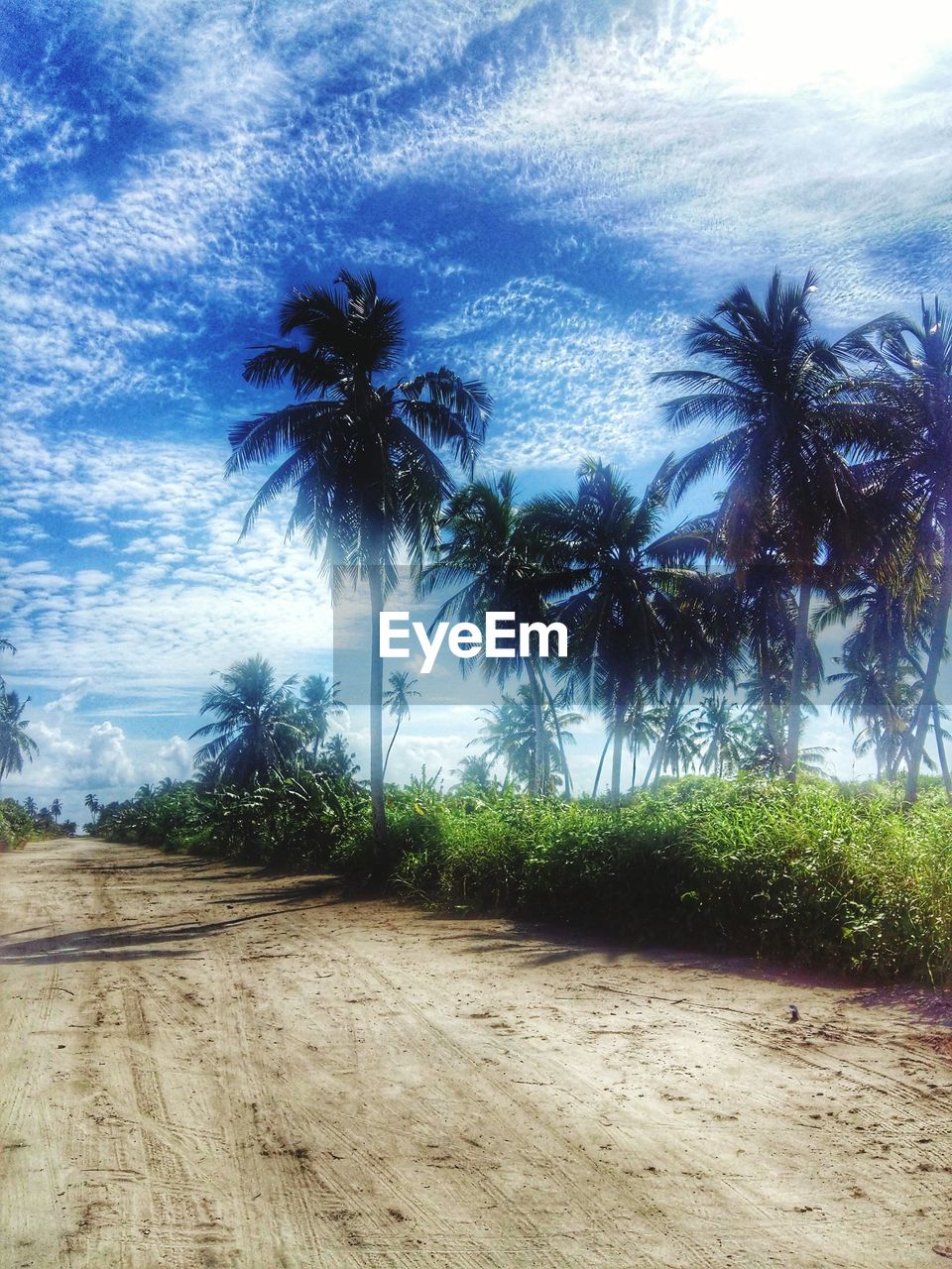 PALM TREES ON GRASSY FIELD AGAINST CLOUDY SKY