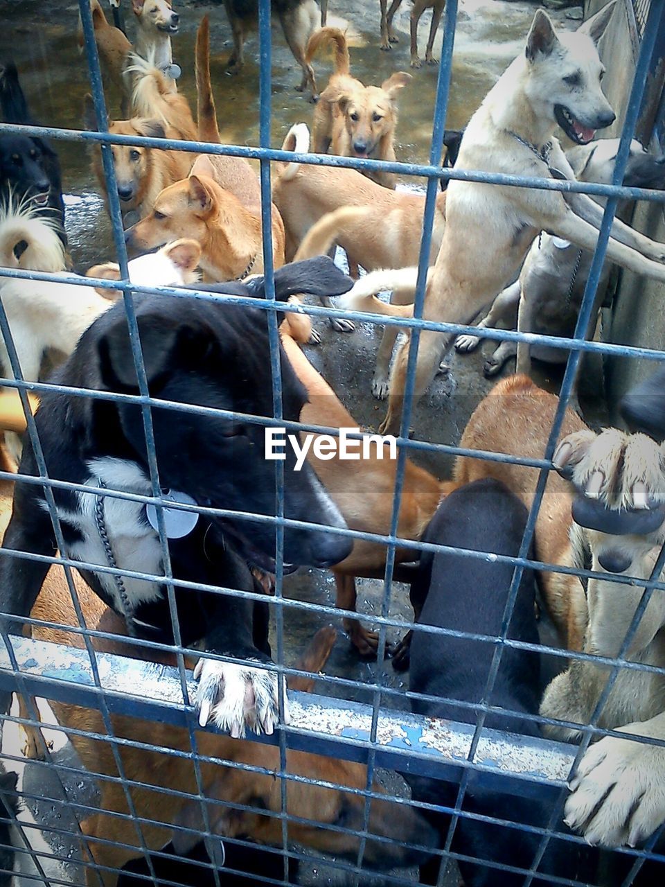 High angle view of dogs in cage